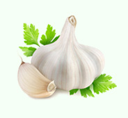 garlic